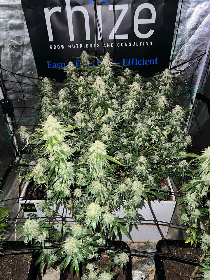 Indoor cannabis grow setup by @Big E showing large, dense buds on healthy plants supported by a trellis net. The testimonial highlights the simplicity and effectiveness of Rhize Nutrients, achieving great results without the need for additional supplements like CalMag.