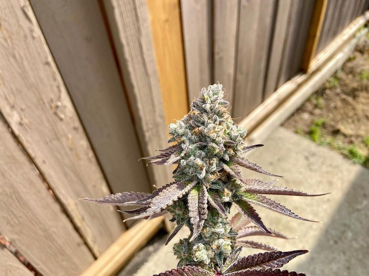 Close-up of a dense cannabis bud grown by @weebonic_the_grower. The bud displays a frosty layer of trichomes and vibrant colors, with hints of purple on the leaves. The testimonial below highlights the effectiveness of Rhize nutrients, resulting in explosive growth, clean roots, and a well-fed plant.