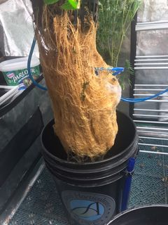 Close-up of healthy white roots grown using Rhize nutrients in a hydroponic setup. The testimonial notes the effectiveness of Rhize in enhancing root growth without additional supplements.