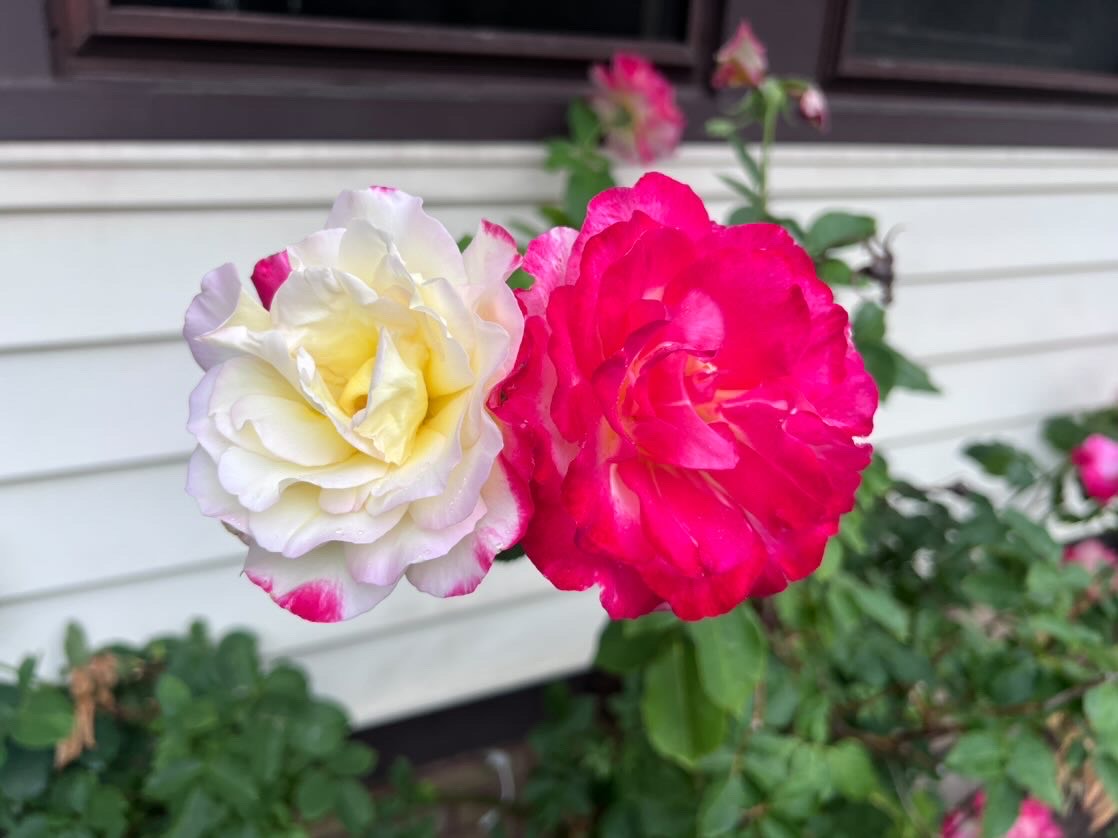 A blooming rose with dual-colored petals, half white and half pink, growing in a garden. Big E’s testimonial reads: 'Roses are blooming. Strawberries are growing. These ladies I lost control of. Let them get too big!