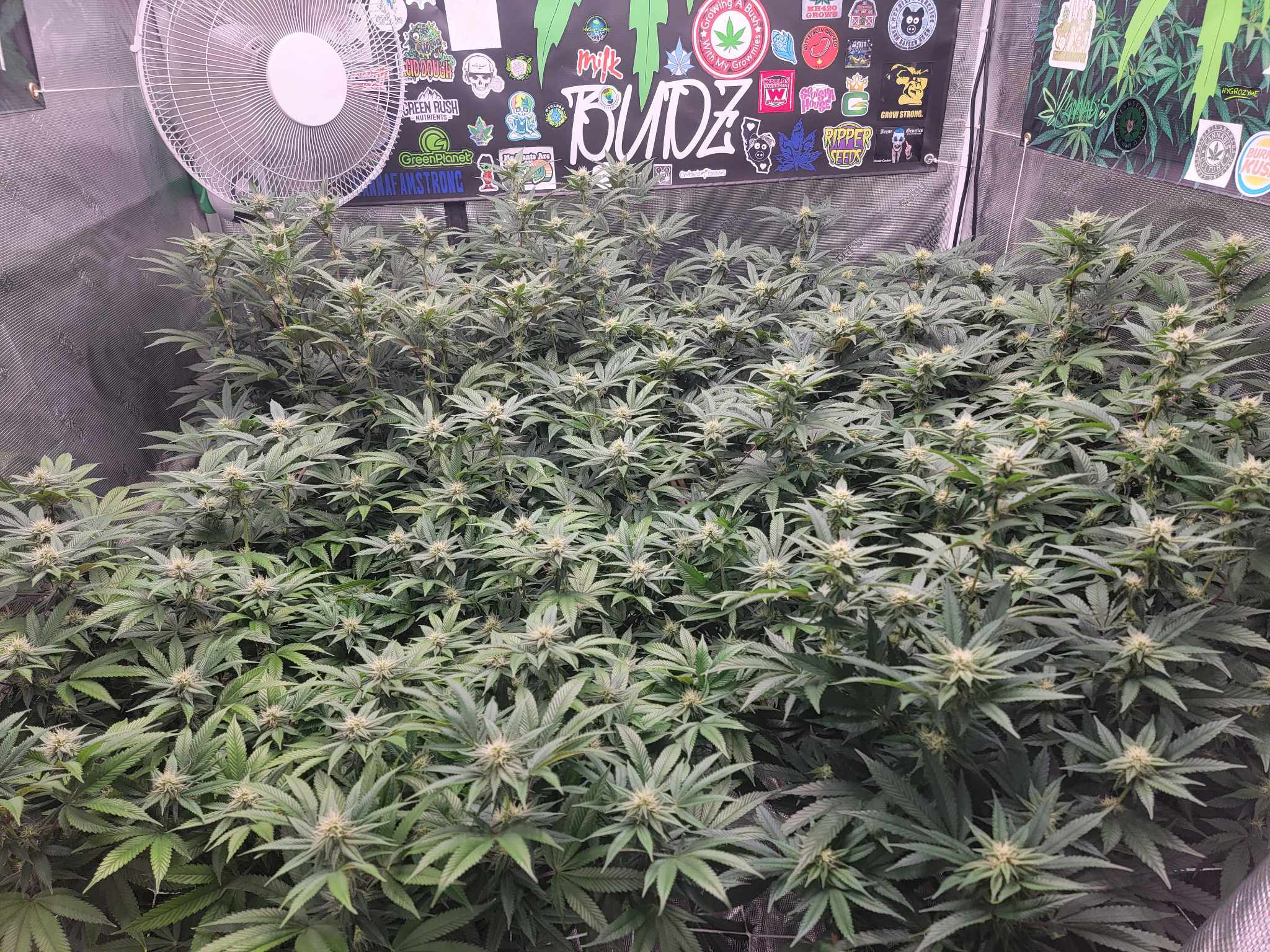 mage of a dense canopy of cannabis plants with vibrant green leaves and budding flowers. The testimonial expresses satisfaction with Rhize nutrients for promoting vigorous growth and larger flowers.