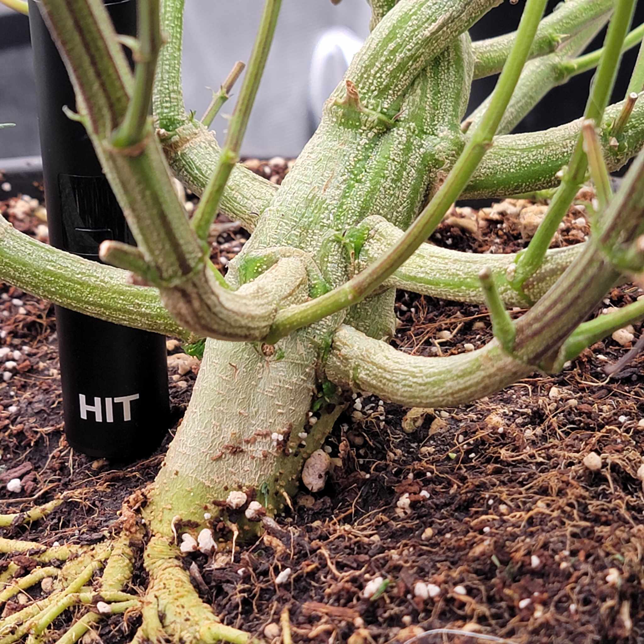 Close-up of a strong cannabis stem in soil, demonstrating the plant’s health and resilience. The testimonial describes the benefits of Rhize nutrients in addressing pH issues and supporting local products.