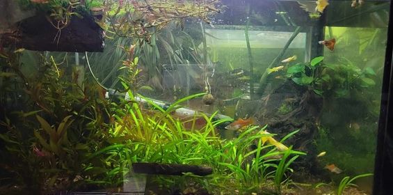 Image of a lush planted fish tank with various aquatic plants. The testimonial highlights a year-long use of Rhize nutrients, resulting in thriving plants that were even gifted to other aquarists.