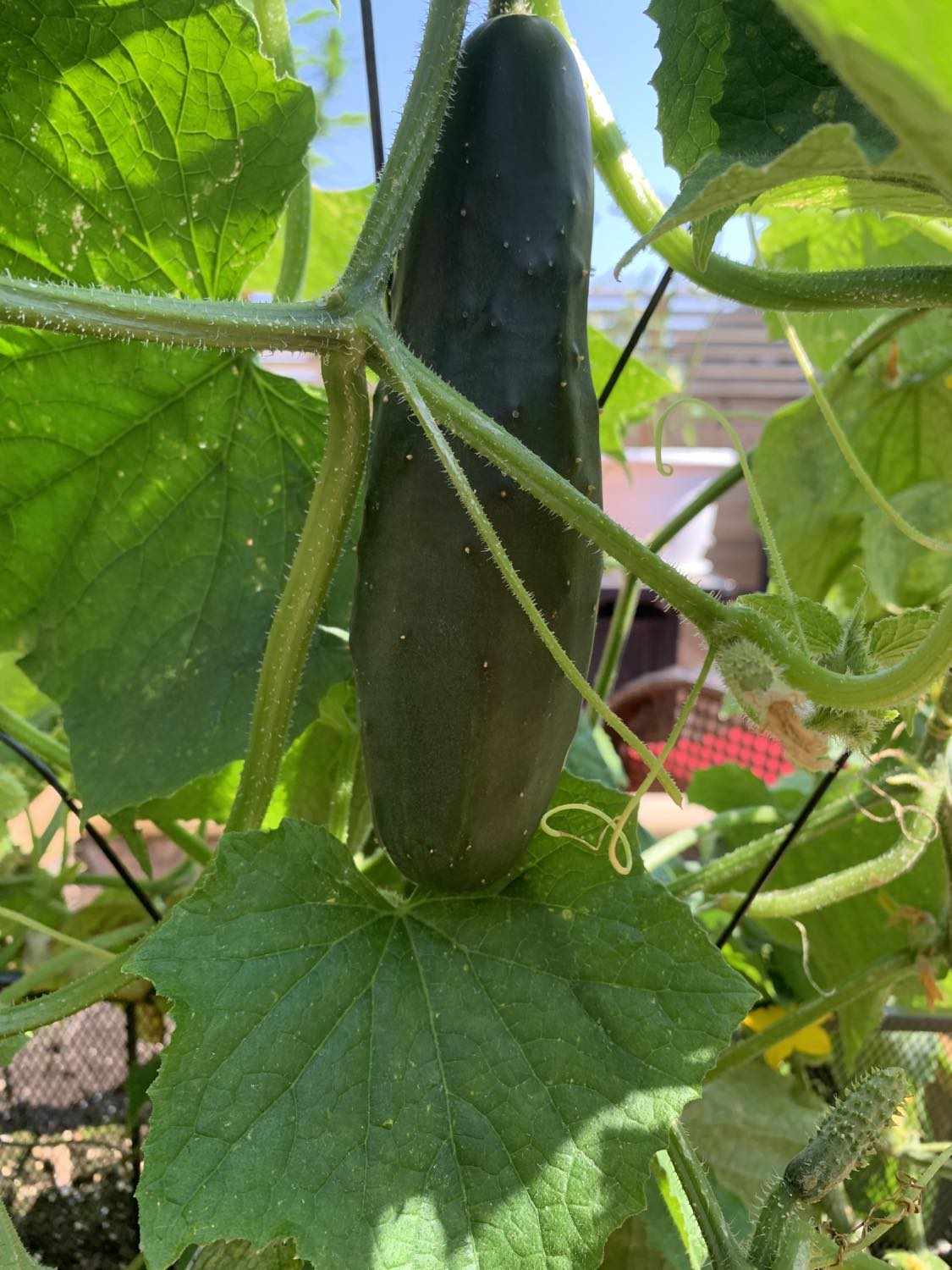 Close-up of a fresh cucumber growing on the vine in a home garden, shared by Greg Bursey. The testimonial expresses excitement about growing vegetables with the help of Rhize Nutrients.