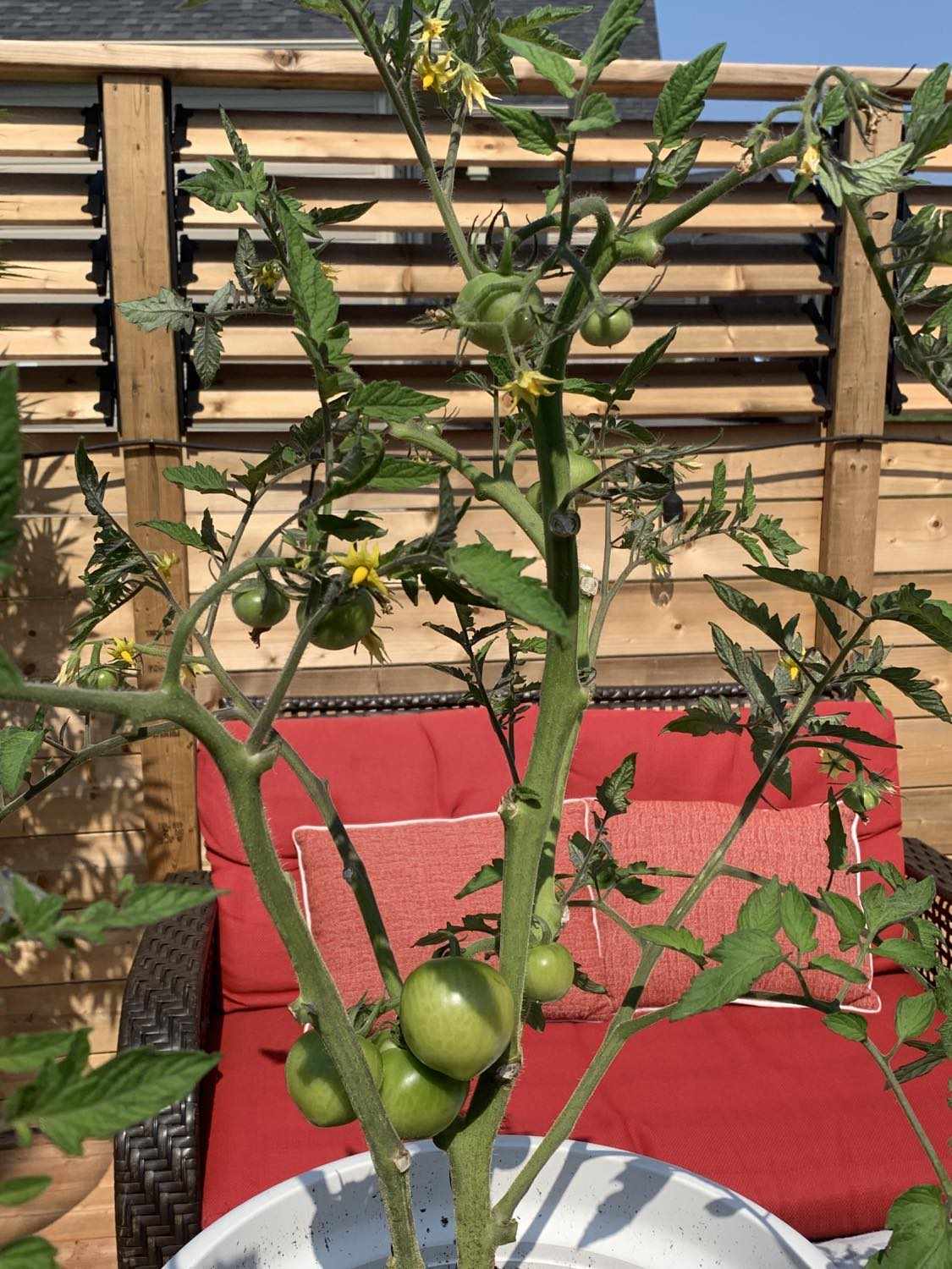 Tomato plant with green tomatoes in a backyard garden, shared by Greg Bursey. The testimonial highlights the success of growing cucumbers and tomatoes with Rhize Nutrients.