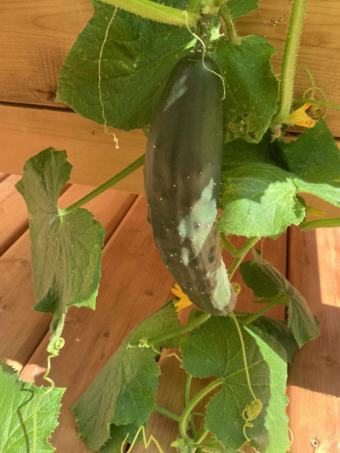 Another view of a cucumber growing on the vine in a garden, shared by Greg Bursey. The testimonial mentions the local development of Rhize Nutrients in Saint John and encourages others to try the product.