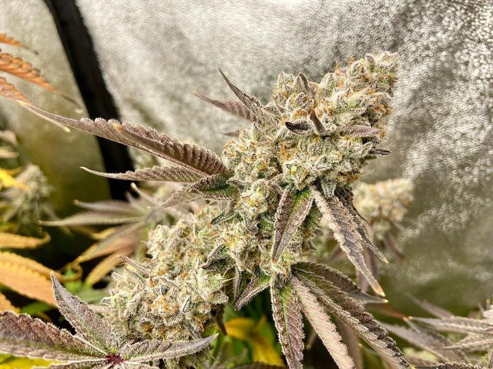Customer testimonial from @weebonic_the_grower showing a close-up of a dense, resinous cannabis bud grown using Rhize Nutrients, accompanied by a detailed cannabinoid profile report. The customer shares positive feedback on the explosive growth, healthy roots, and ease of use with Rhize Nutrients, especially beneficial for a heavy-feeding strain.