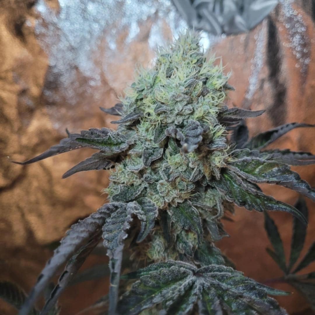 Close-up of a flowering cannabis plant with lush, green leaves, cultivated by @derrick_powerpeewee. The testimonial highlights receiving helpful advice on nutrient setup from Rhize Nutrients through Instagram.