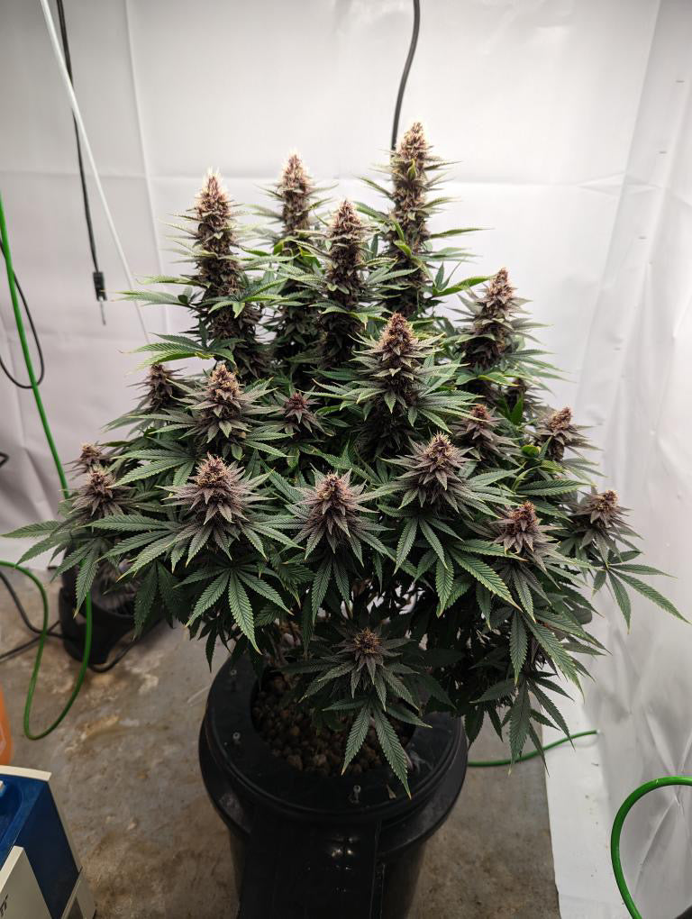 Testimonial image from Jeff Ewart featuring a mature cannabis plant grown with Rhize Nutrients, showcasing dense buds and healthy trichome production.