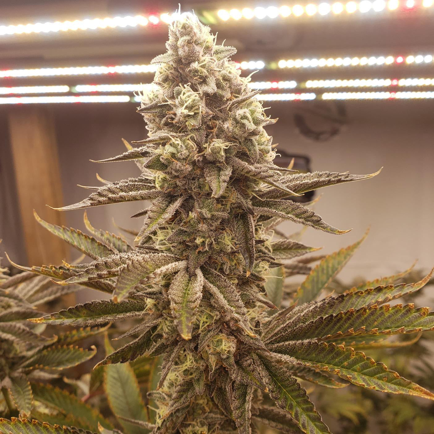 Customer @cdncannacole shares a photo of a mature cannabis plant with vibrant trichomes, praising Rhize Nutrients for supporting healthy growth and high yields.