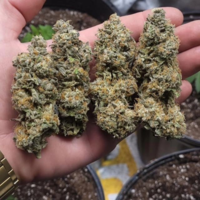 Hand holding a cluster of dense, resinous cannabis buds grown by @derrick_powerpeewee. The testimonial mentions being a first-time grower and receiving guidance from Rhize Nutrients for a successful harvest.