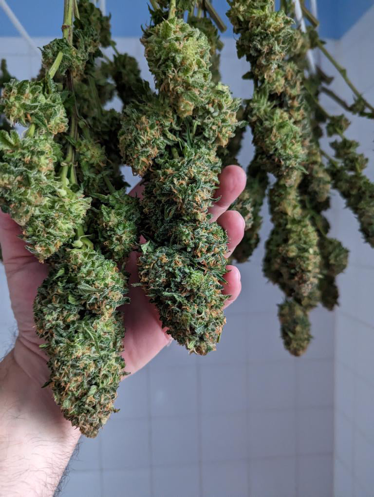 Customer Jeff Ewart holds a cluster of large, well-developed cannabis buds, highlighting the excellent uptake and clean reservoirs achieved with Rhize Nutrients' two-part system.