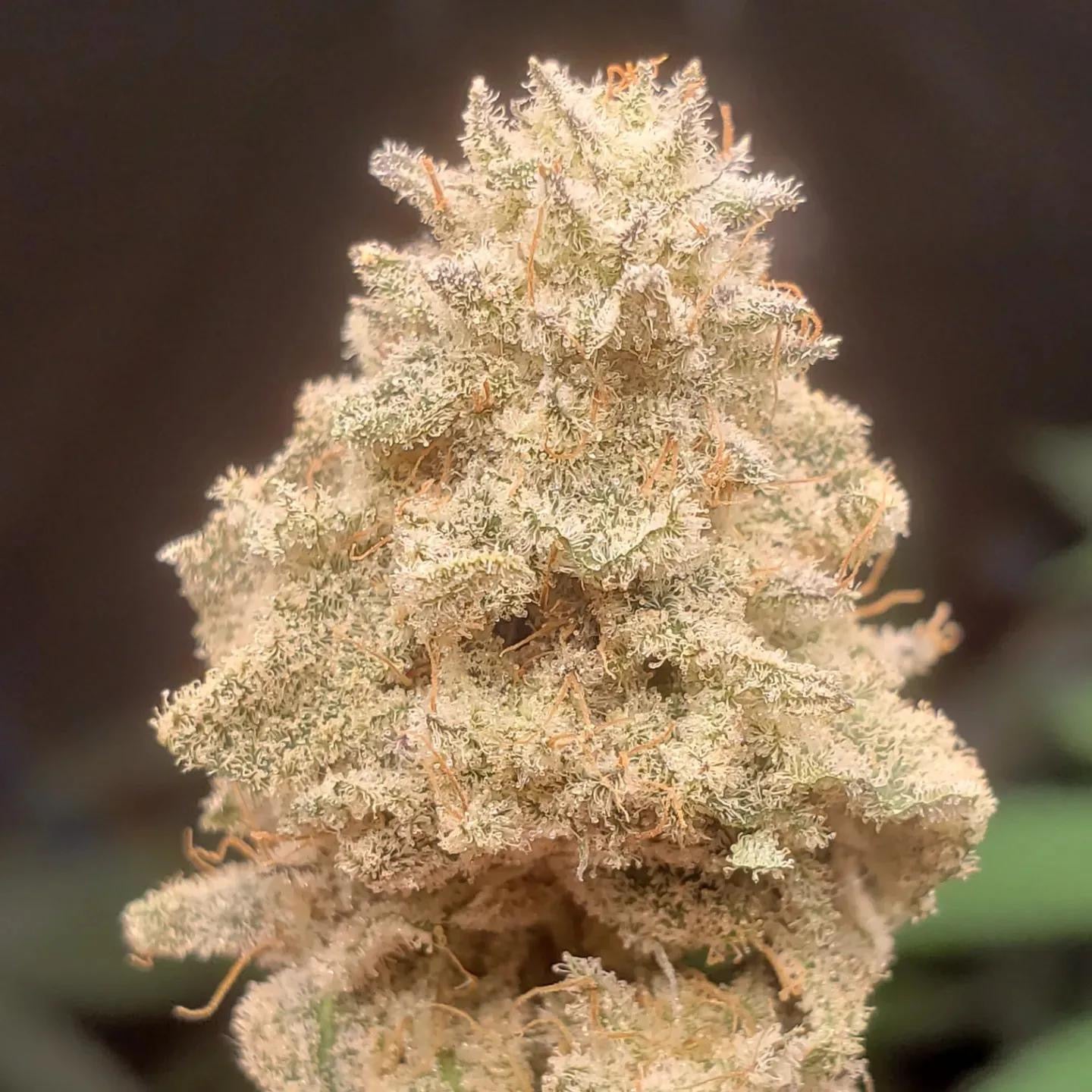 Testimonial image from @cdncannacole featuring a close-up of a dense, frosty cannabis bud grown with Rhize Nutrients, highlighting the product's ability to produce substantial trichome coverage.