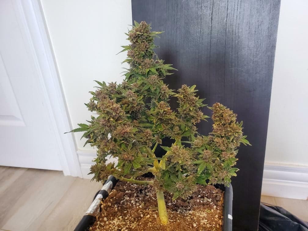 Image of a cannabis plant grown by Caleb Boyd, featuring dense, resinous buds cultivated with Rhize nutrients. The testimonial below describes Caleb's experience comparing Rhize nutrients to other leading brands, highlighting the vibrant green color, resin-coated buds, and citrus aroma achieved with Rhize's 2-part solution. Caleb praises Rhize for its scientific approach, quality, and consistency, noting it stands out from other brands with superior results in plant health and scent.