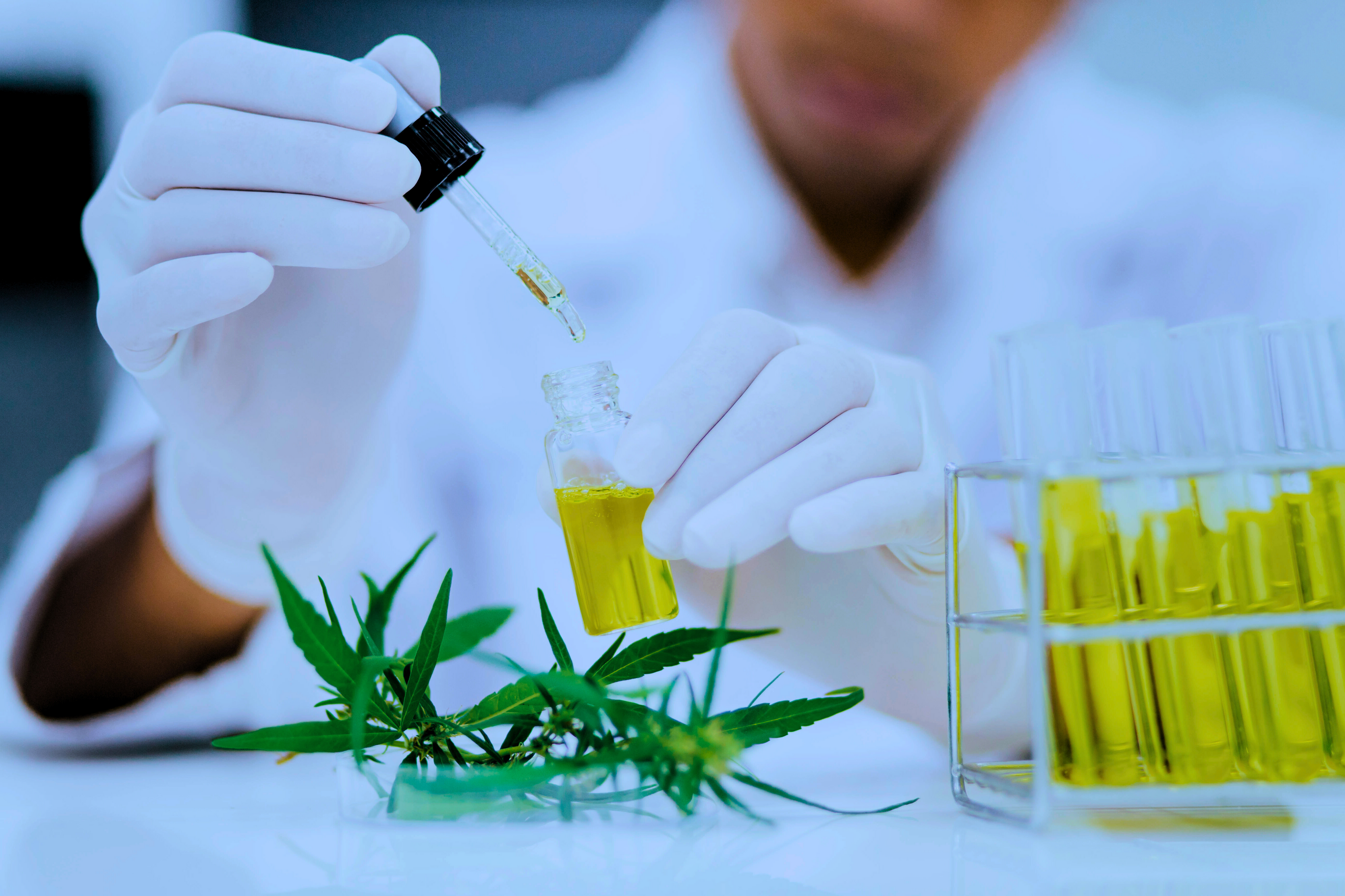 Scientist in a lab setting using a dropper to extract oil from a glass vial, with cannabis leaves nearby, representing Rhize's consulting services in professional grow facilities, NHP processing, and support for growers of herbs, vegetables, and more.