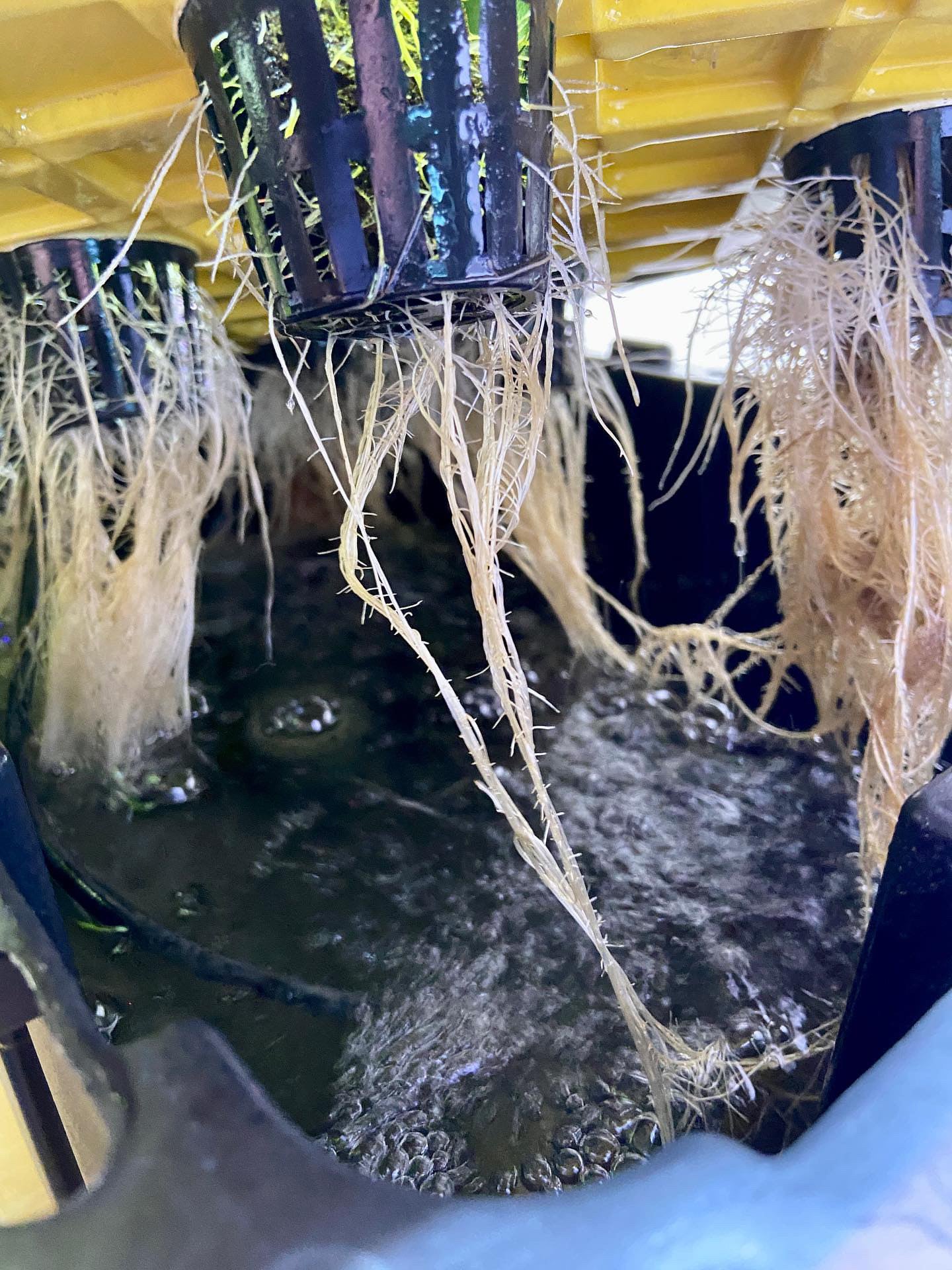 Close-up of healthy, white roots in a hydroponic system, both DWC and Kratky, grown by @weebonic_the_grower. The roots appear robust and vibrant, showcasing the effectiveness of Rhize nutrients in supporting strong root development.