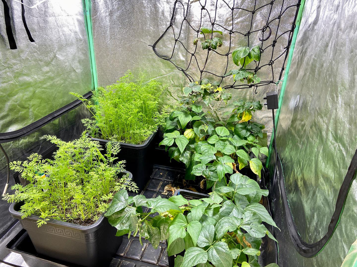 A thriving indoor garden setup with various soil-grown vegetables and leafy greens in excellent condition, cultivated by @weebonic_the_grower. The testimonial notes the peak health of the plants grown using Rhize nutrients.