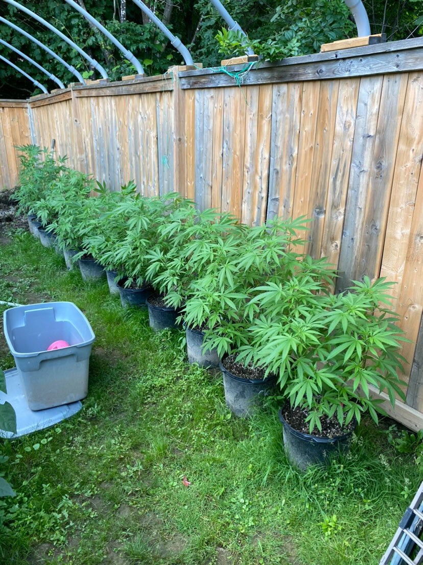 Outdoor garden with a row of lush green cannabis plants growing in pots along a wooden fence, shared by @Northside_Gardener. The testimonial praises Rhize Nutrients for their effectiveness in supporting healthy plant growth indoors and outdoors.