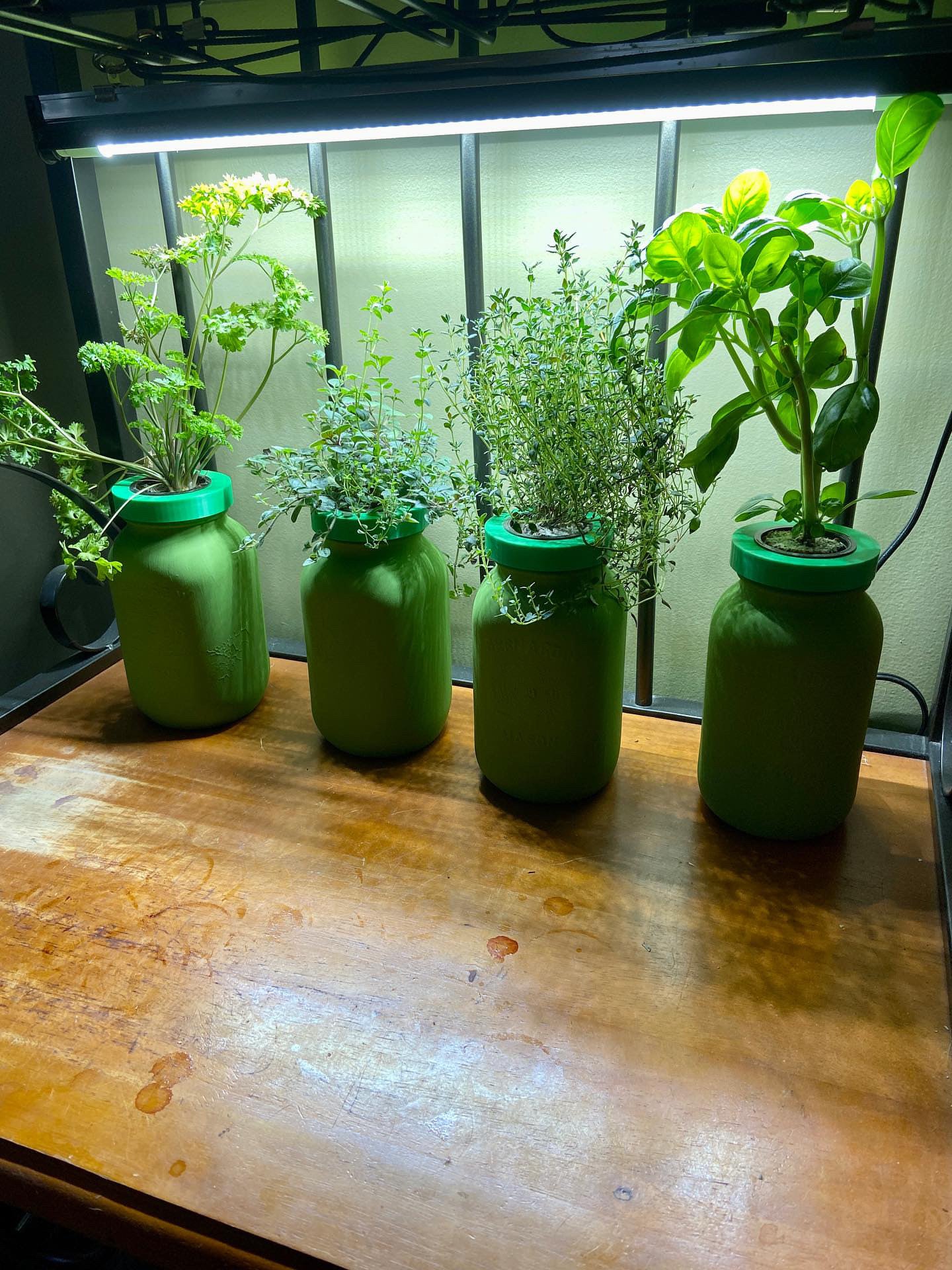 A row of green jars containing various leafy herbs and plants under grow lights, cultivated by @weebonic_the_grower using Rhize nutrients. The testimonial highlights the ease and health benefits of growing produce with Rhize nutrients.