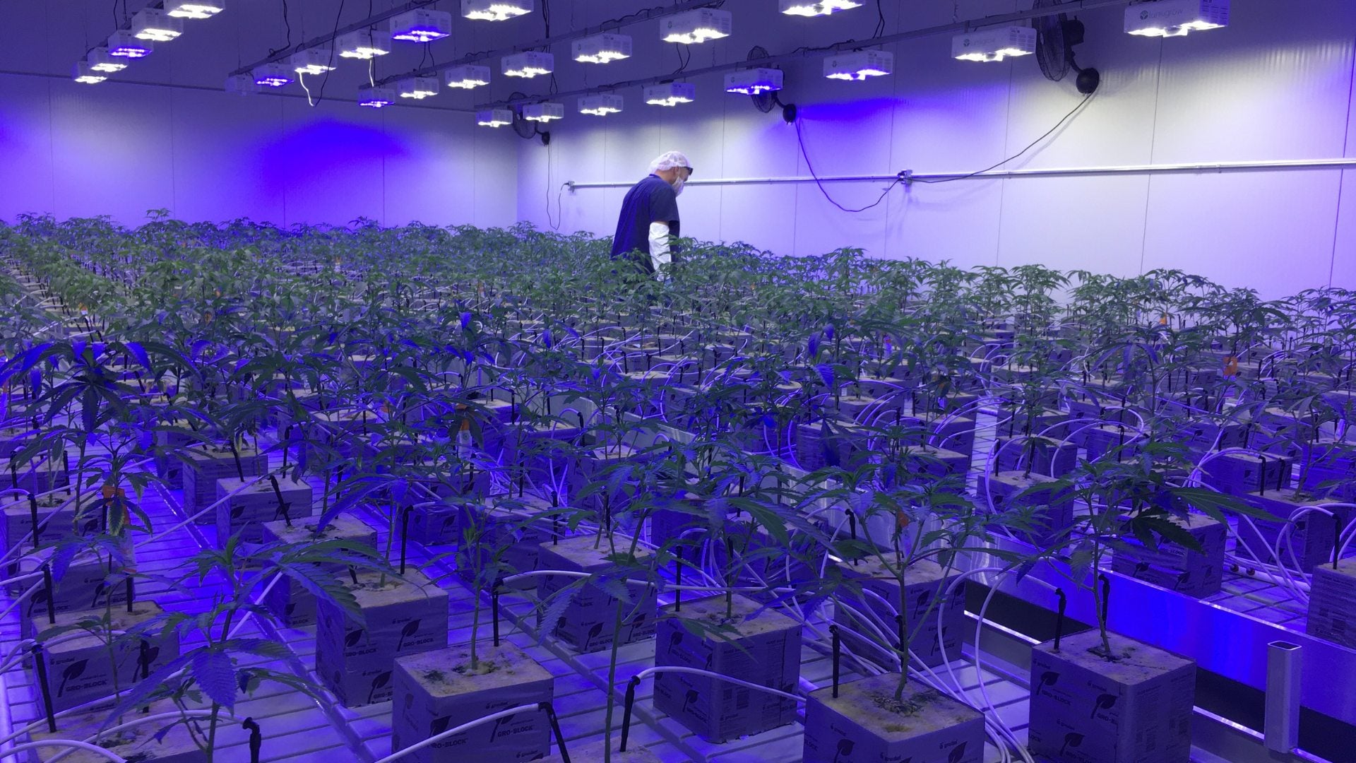 Indoor facility design for cultivation consulting, featuring optimal setups to support plant growth with Rhize Nutrients in controlled environments.