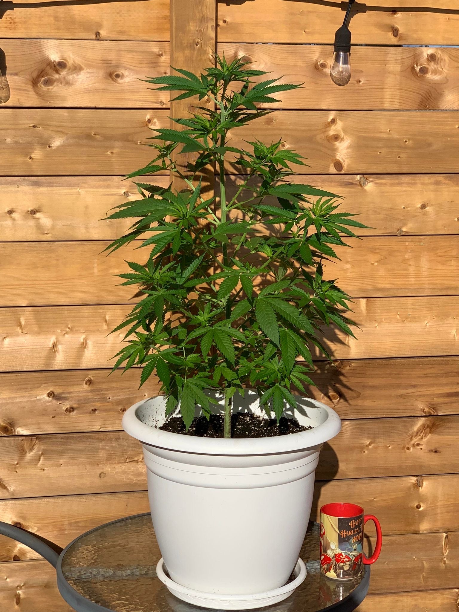 Image of a taller cannabis plant in a white pot with healthy green foliage. The testimonial notes the effectiveness of Rhize Veggie A and B nutrients in enhancing growth, with anticipation for the flowering phase.