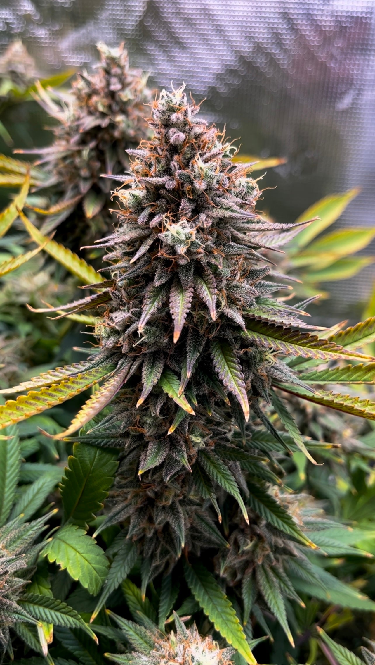 A large, resinous cannabis plant in full bloom, showcasing the density and structure of its buds. Testimonial from @maritimebudz praises Rhize for its ability to maintain pH levels and boost overall plant health and yield quality.