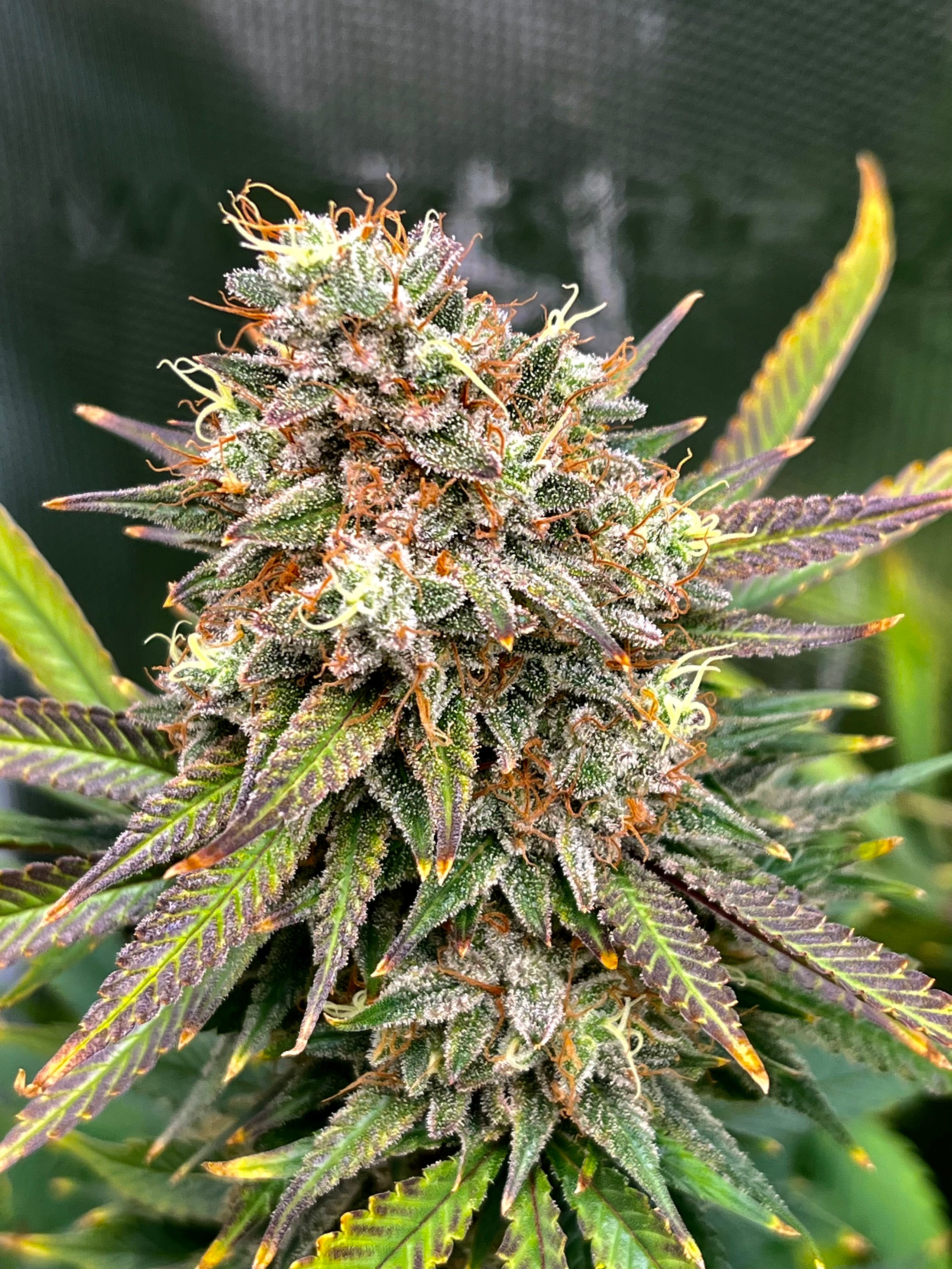 A close-up shot of a frosty cannabis bud covered in trichomes under optimal lighting. Testimonial from @maritimebudz emphasizes a year of impressive results with Rhize nutrients, achieving excellent vegetative and flowering growth.