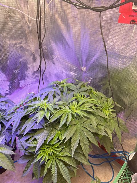 A lush, vibrant cannabis plant under grow lights, showcasing dense foliage and healthy leaves. Testimonial from @marcos6122 highlights that this is the best crop they've had, with plants showing strong growth and health in only four weeks of vegetation.