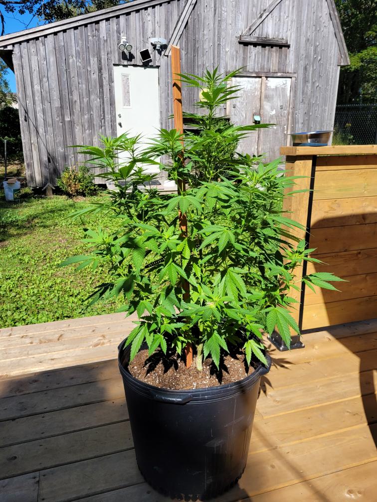 A tall, bushy cannabis plant growing outdoors in a large black pot. Testimonial from @paulo_noel shares the supportive and responsive customer service from Rhize Nutrients, which provided helpful growing advice for a beginner.