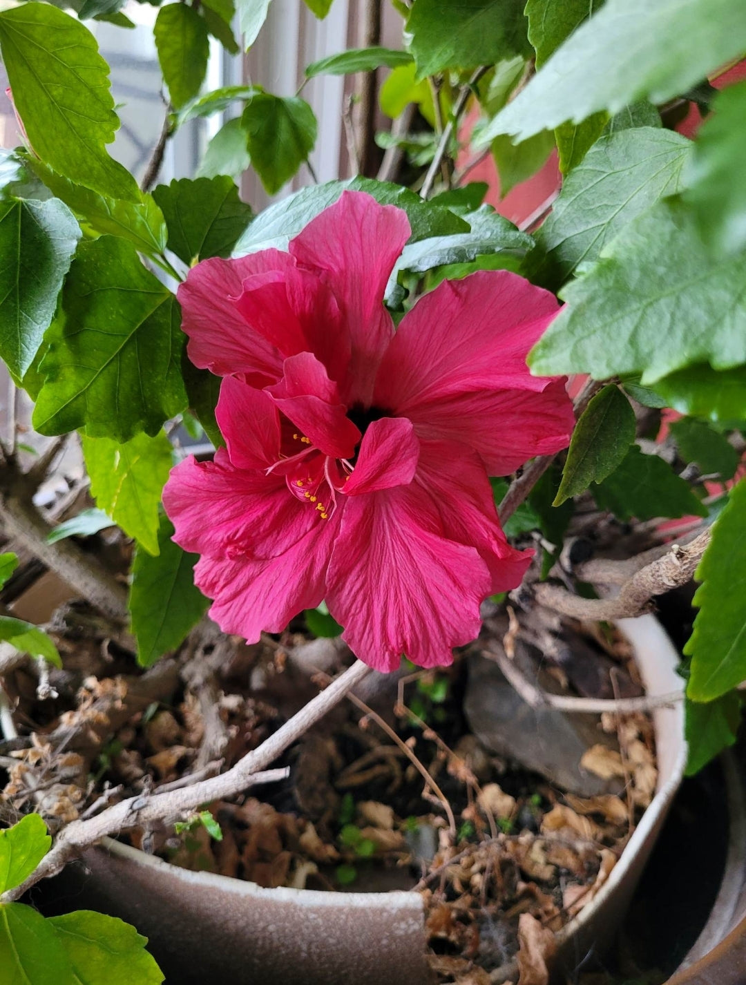 A blooming red hibiscus flower growing in a pot, symbolizing a thriving garden. Testimonial from Angela Thom highlights the ease of use of Rhize nutrients as a standout feature.