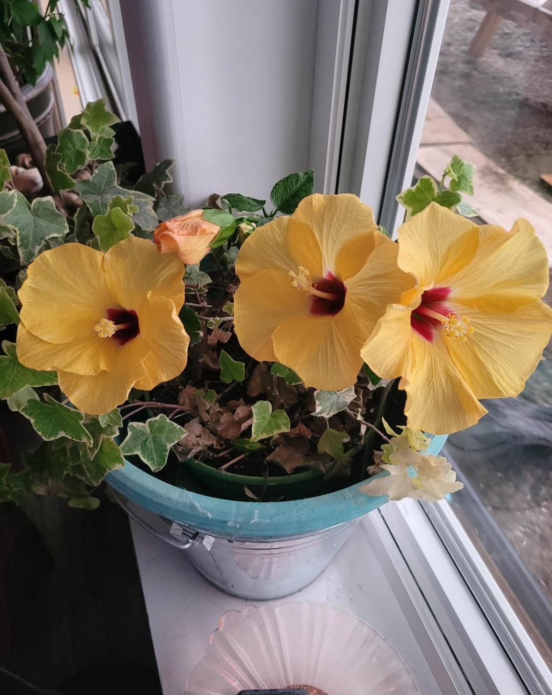 Two bright yellow hibiscus flowers in full bloom on a windowsill. Testimonial from Angela Thom (continued) mentions the simplicity of incorporating Rhize nutrients into her watering routine.