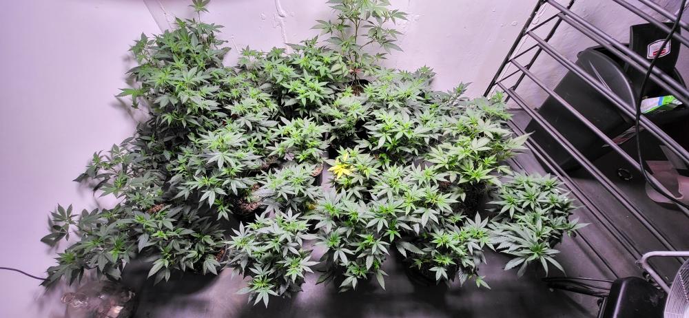 A full, thriving canopy of cannabis plants, filling a grow tent with vigorous growth. Testimonial from @shield_maidens_garden notes great results with Rhize Veg A and B, observing an immediate and noticeable improvement in plant health and performance.