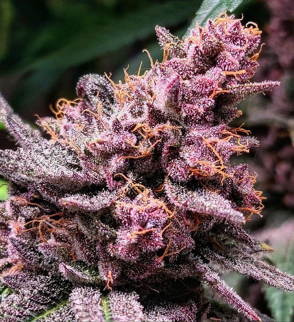 Macro shot of a dense, trichome-rich cannabis flower by @snizzysnazz_bullets. The testimonial emphasizes the ease, affordability, and effectiveness of Rhize Nutrients, recommending it for a simple and reliable feeding solution for plants.