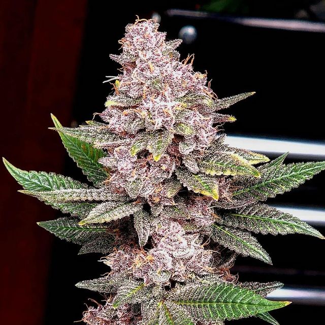 Close-up of a large, frosty cannabis bud by @snizzysnazz_bullets, showcasing vibrant purple hues and dense trichomes. The testimonial praises Rhize Nutrients for boosting bud size, frostiness, and terpene profile, with hints of lemon and gas aromas.