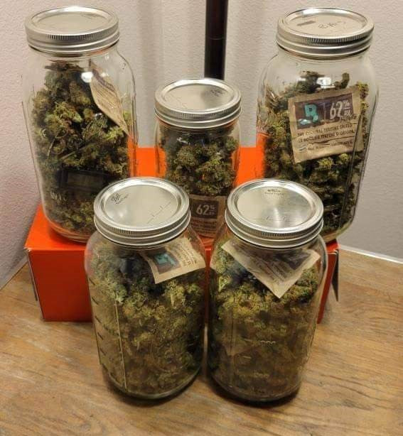 A collection of cannabis buds stored in glass jars with Boveda humidity packs, captured on a wooden surface. The jars are displayed alongside a testimonial from @stickyfingerz83, who shares their positive experience with Rhize nutrients, mentioning their 14+ years of growing experience. They emphasize the simplicity and effectiveness of Rhize’s 2-part nutrient formula, which resulted in tighter internode spacing, earlier budding, and denser bud structure compared to other nutrient lines they’ve used.