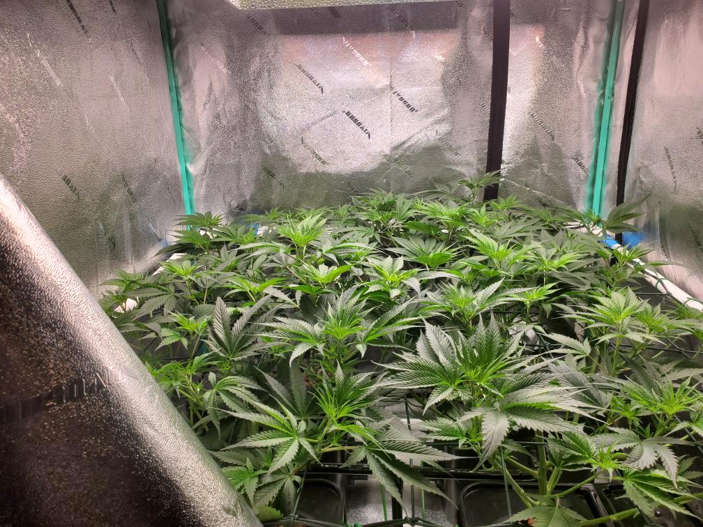 Image of thriving cannabis plants in a grow tent, with lush green foliage. The testimonial appreciates Rhize nutrients for straightforward, effective growth without unnecessary products.