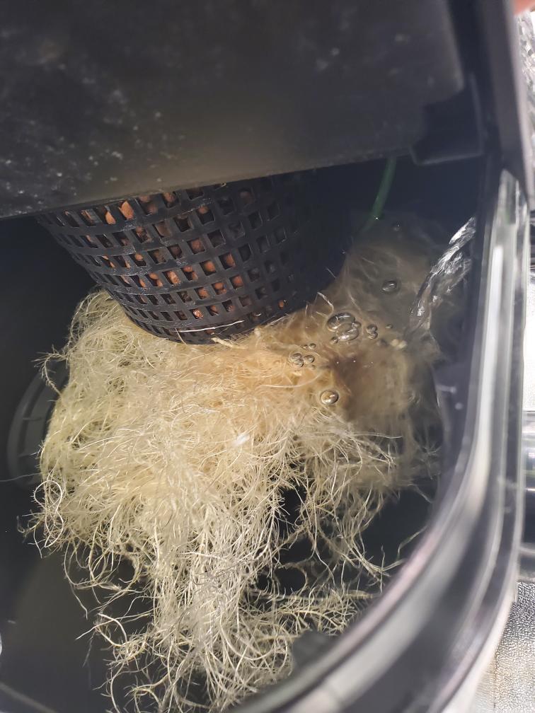 Close-up of an extensive root system in a 13-gallon hydroponic bucket, nurtured solely with Rhize nutrients, showcasing a robust and healthy root structure.