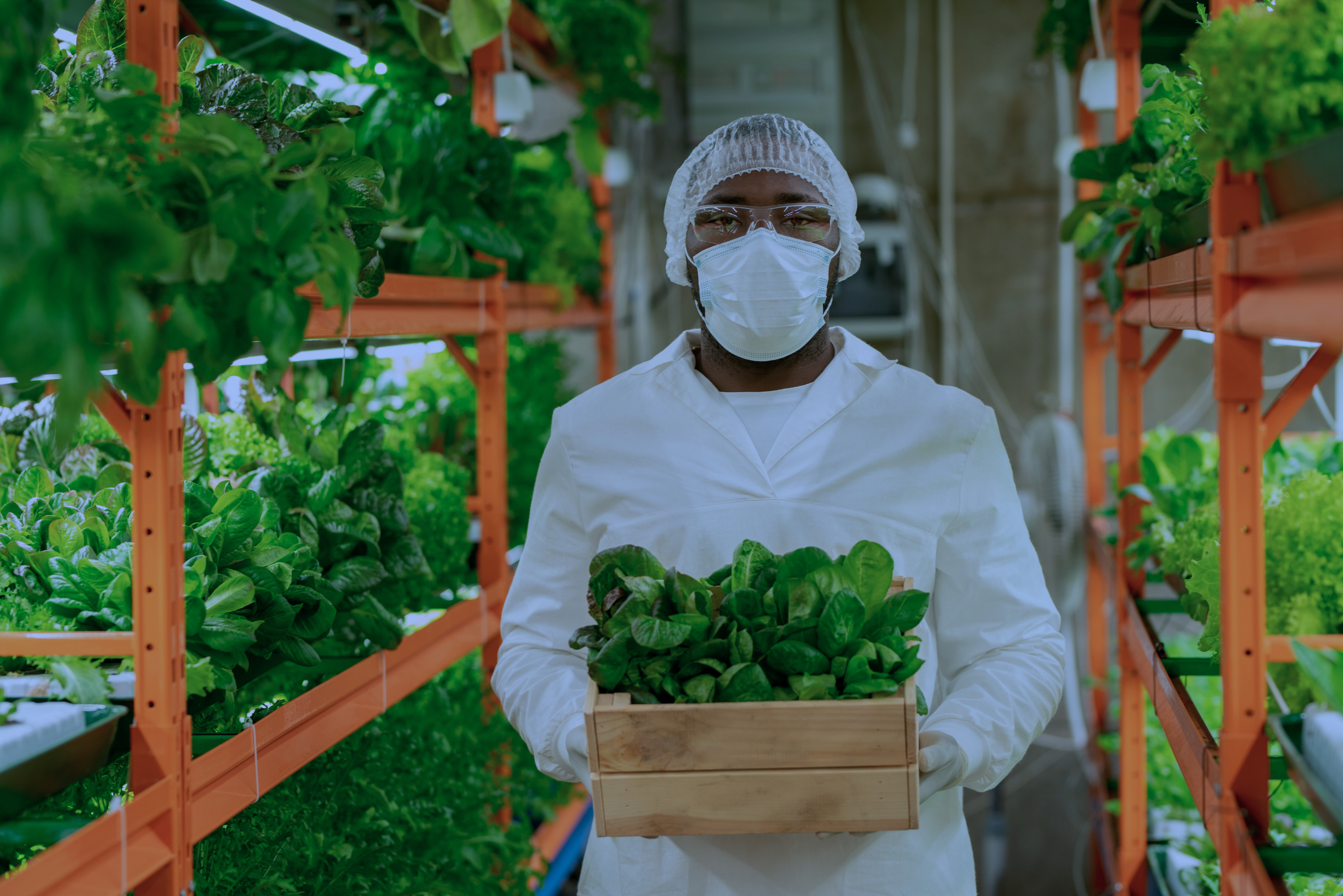 Rhize Nutrients user in protective gear holds a box of vibrant greens in a hydroponic farm, showcasing healthy, nutrient-fed plants. Ideal environment for high-yield growth with Rhize’s balanced nutrient solutions.