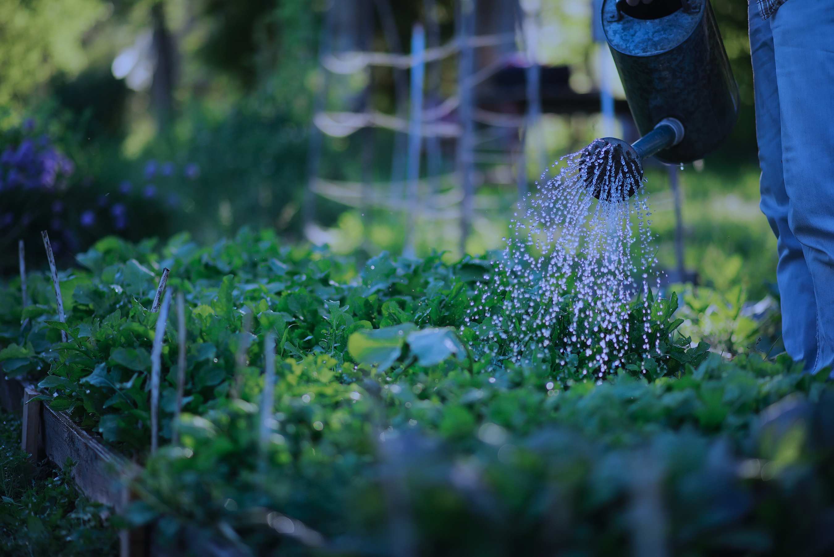 Gardener watering a vibrant vegetable garden bed promoting healthy plant growth with Rhize nutrients.