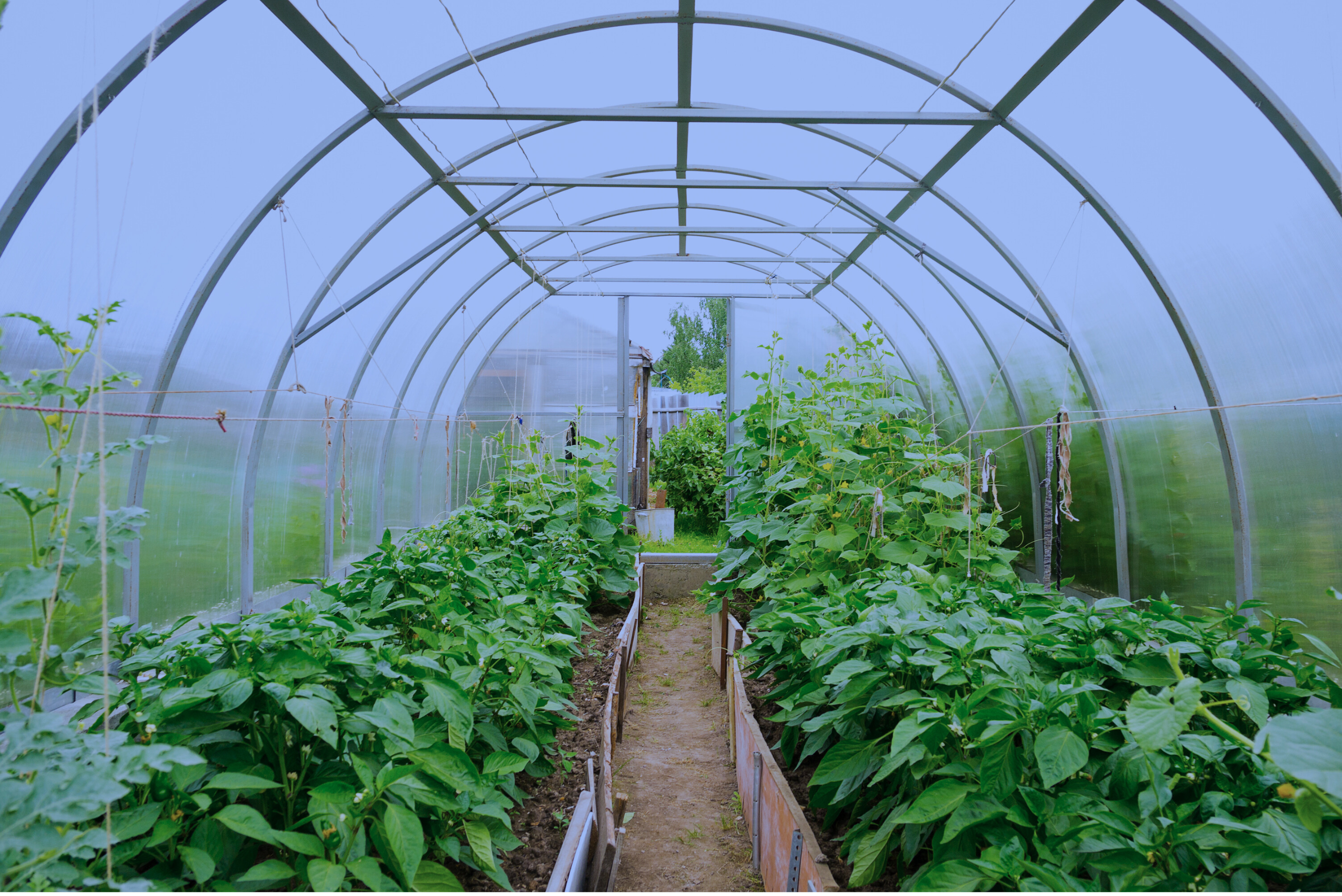 Greenhouse for plant development and canopy management within cultivation consulting, powered by Rhize Nutrients to achieve balanced and vigorous growth.