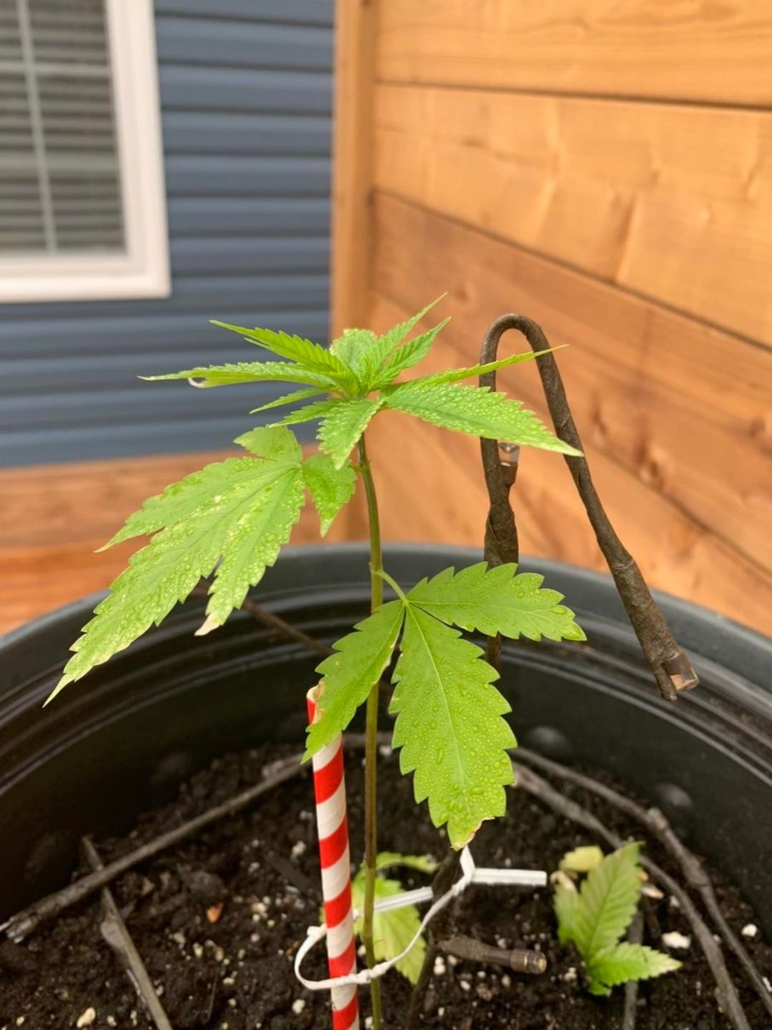 A young cannabis plant with notable growth one month after starting Rhize nutrients. The testimonial describes the excitement of seeing the plant thrive with minimal nutrient application.