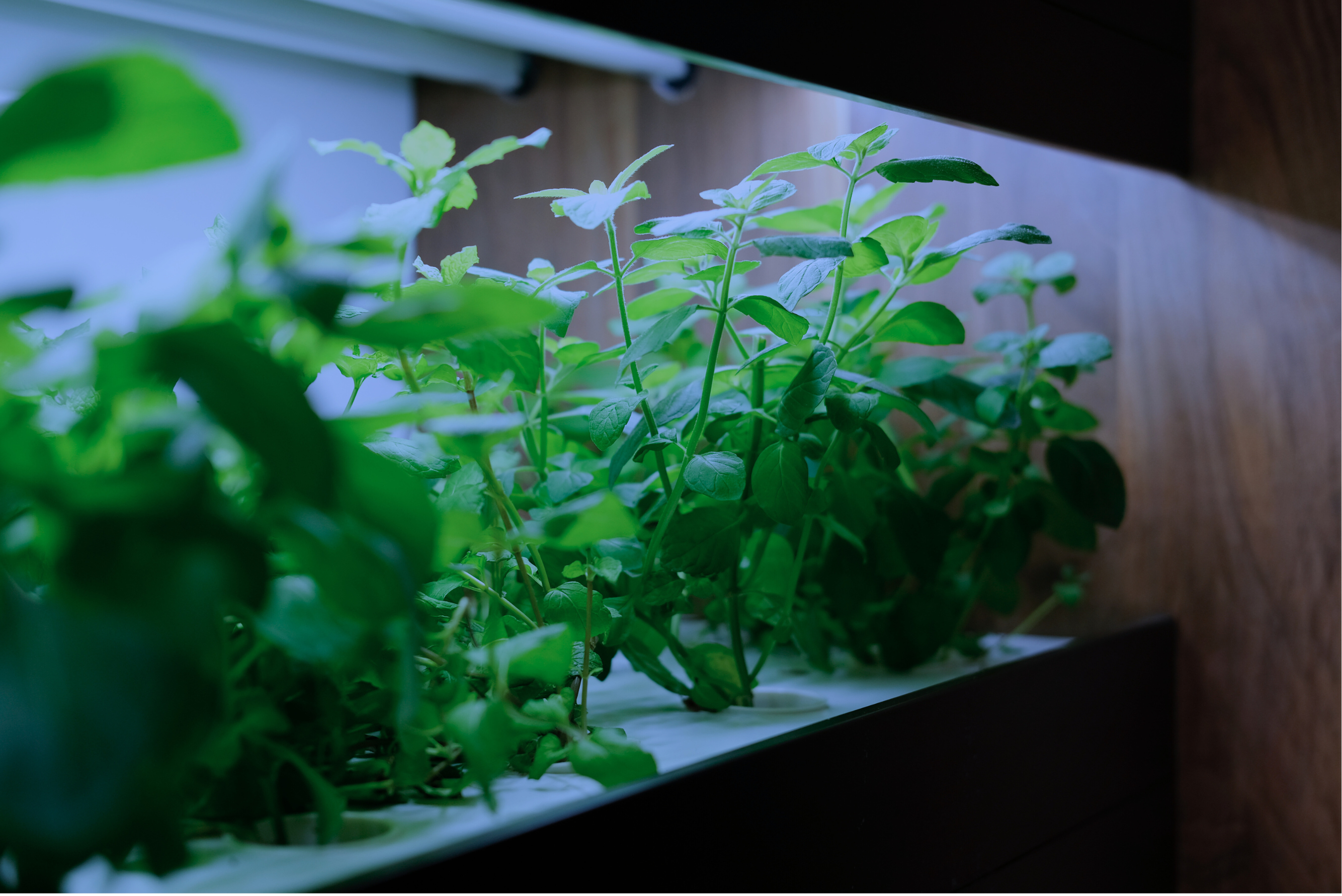 Fresh herbs growing in a hydroponic setup, thriving with the help of Rhize Nutrients. Ideal for maximizing plant health and growth in indoor gardening systems.