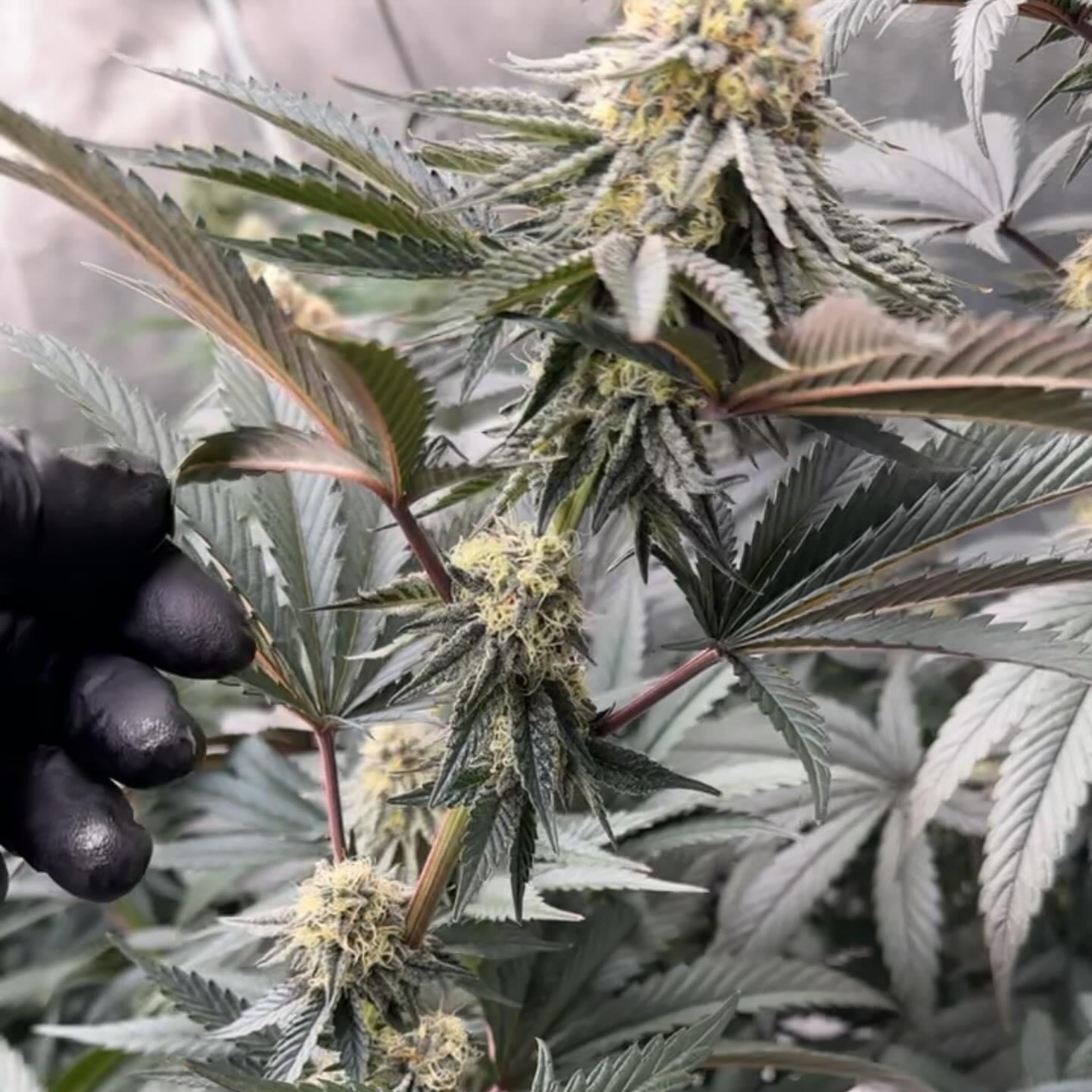 Close-up image of a cannabis plant with dense buds covered in trichomes, held by a gloved hand. Below, Dustin Young's testimonial (@hairsnotalltrim2.0) praises Rhize nutrients for providing the best growing experience and ease of use, noting that it surpasses well-known brands and helps growers produce high-quality medicine.