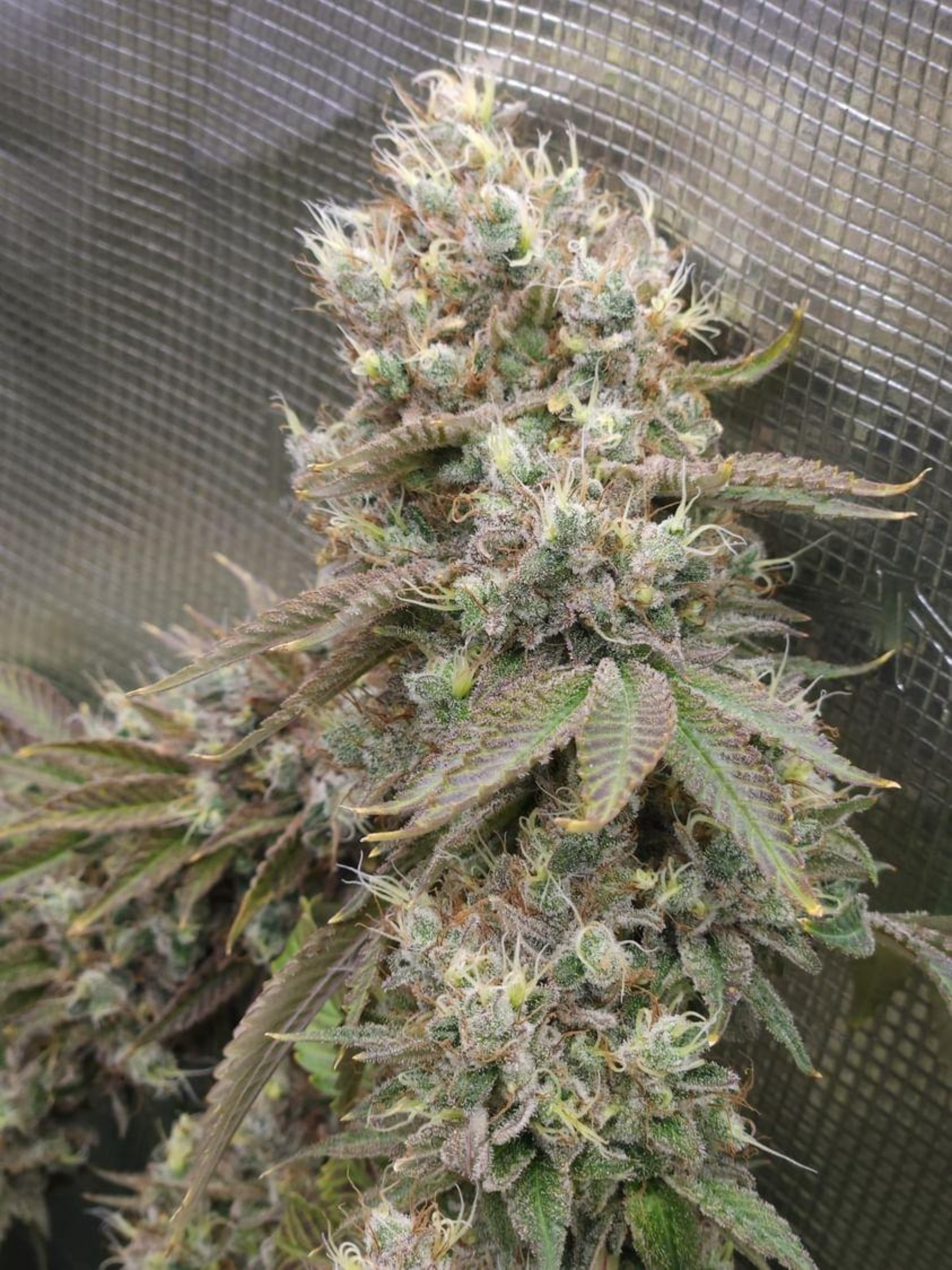 Cannabis plants in a tent grown by @mr_kinish using Rhize Nutrients. The testimonial details a significant yield increase, with an impressive THC potency test result, attributed to the effectiveness of Rhize’s nutrient regimen.