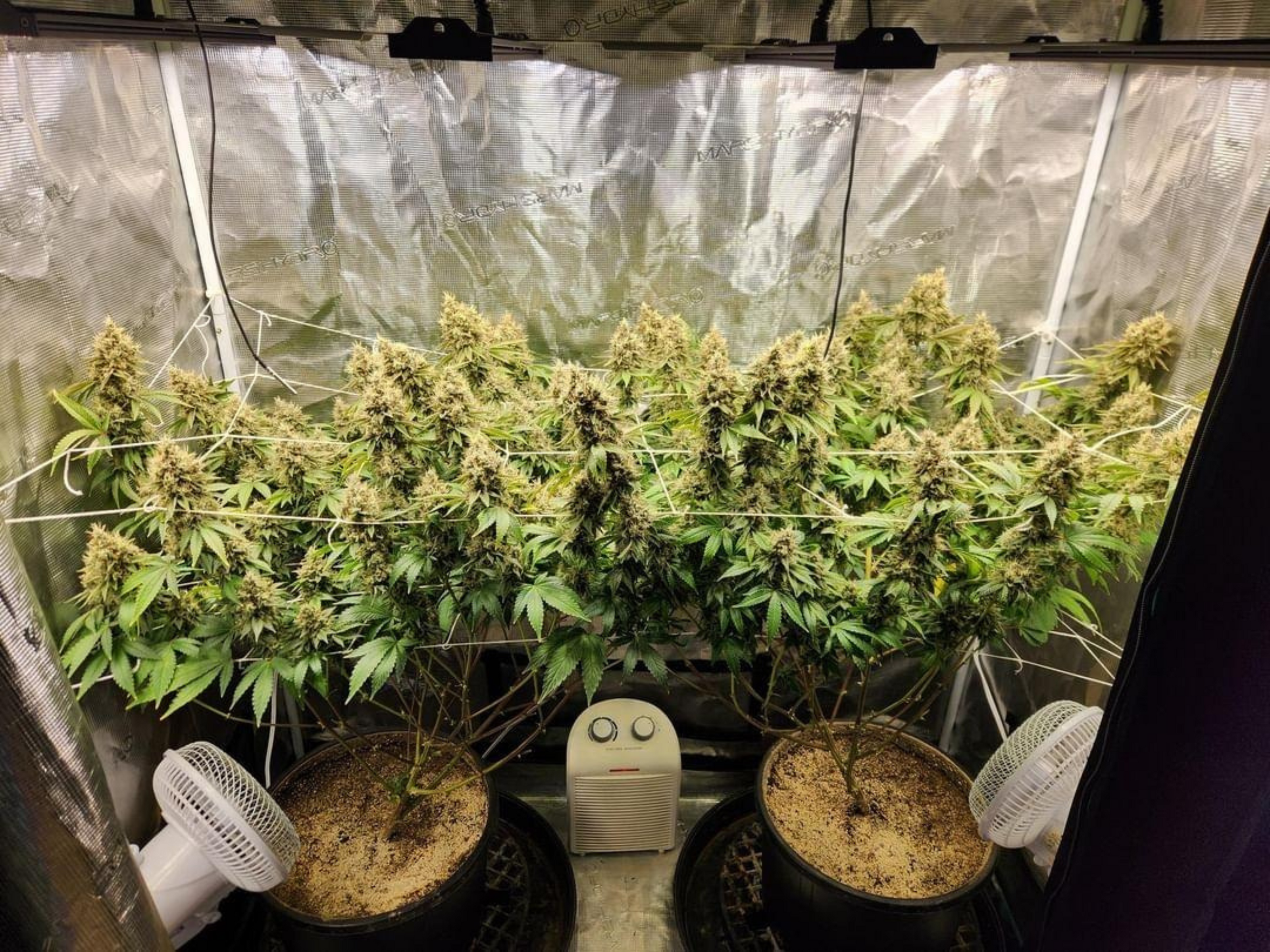 Indoor grow tent setup showing a single cannabis plant with large, dense buds, cultivated by @mr_kinish. The plant is supported by a scrog net, and the setup includes two fans for airflow. The testimonial below details a 35% yield increase, reaching 8.5 dried ounces, and a cannabinoid test result of 32% after using Rhize nutrients.