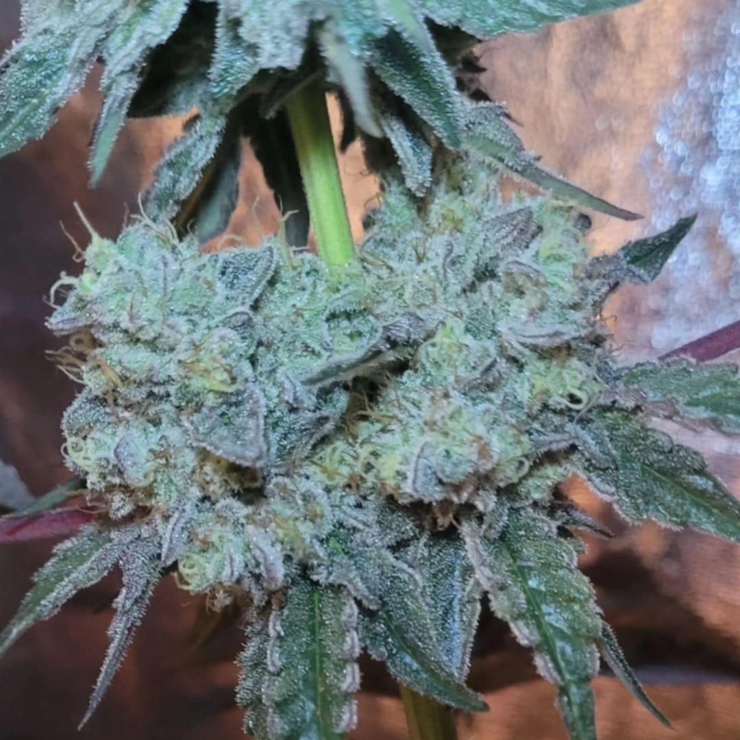 Close-up of a mature cannabis bud with visible trichomes, cultivated by @derrick_powerpeewee. The testimonial appreciates Rhize Nutrients’ prompt response and valuable growing advice.