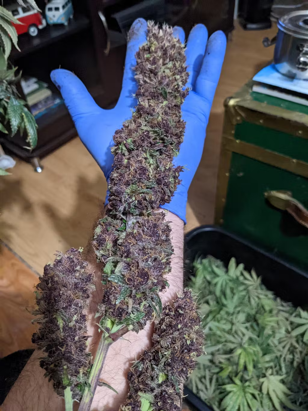 Customer testimonial from Jeff Ewart showing a close-up of dense, frosty cannabis buds held in a gloved hand, praising Rhize Nutrients' two-part system for ease of use from seedling to harvest.