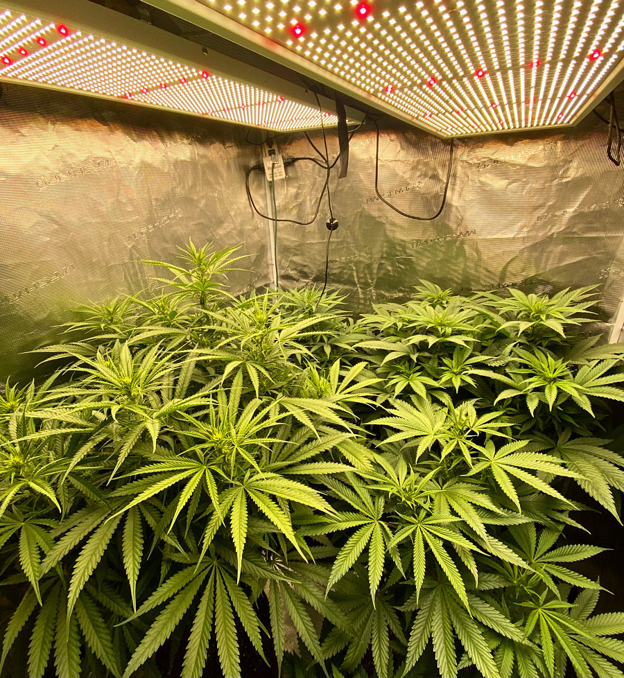 A densely populated grow tent filled with robust cannabis plants under bright lights. Testimonial from @maritimebudz describes the smooth transition from organic to Rhize nutrients, which helped keep plants healthy and vibrant without deficiencies.