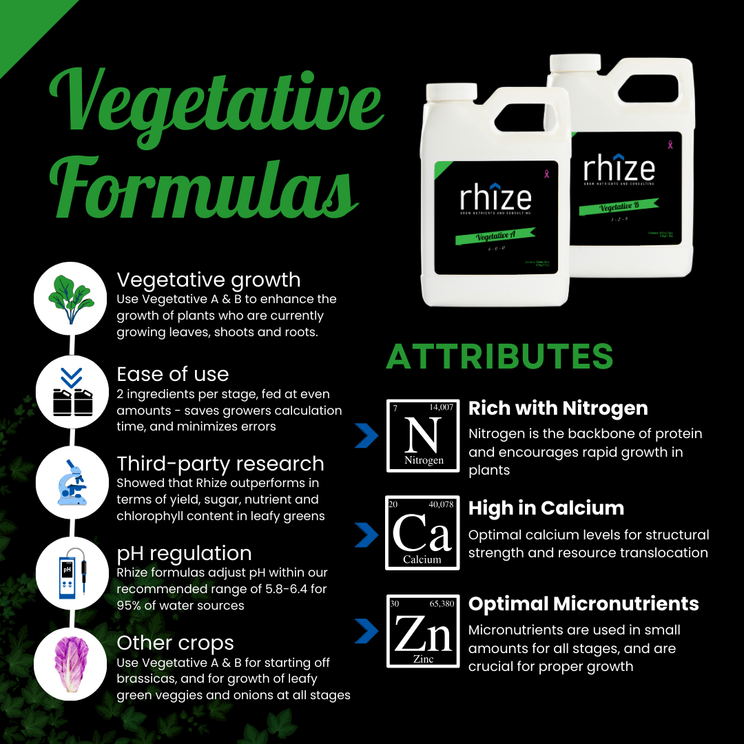 Vegetative B - rhize