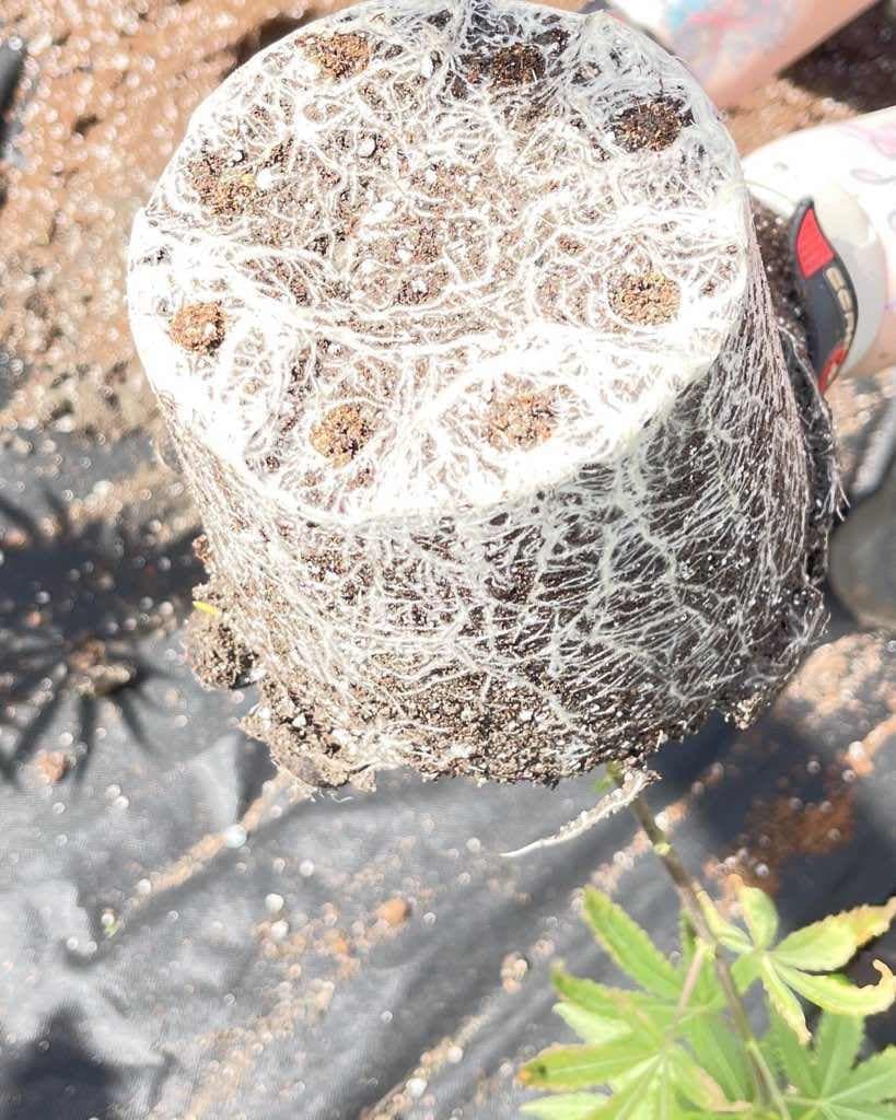 Close-up of a plant's dense root ball, showcasing the extensive root system. Testimonial from David Boudreau expresses satisfaction with Rhize nutrients.